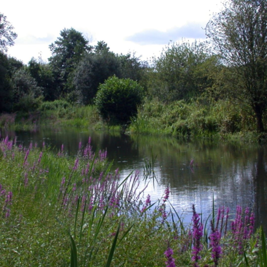 Severn Farm Pond Nature Reserve